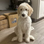 Un Pooahoula assis sur un plancher et regardant vers la caméra 