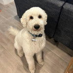 Un Pooahoula assis sur un plancher et portant un collier autour du cou 