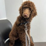 Un Pooahoula assis sur une chaise et qui est tenu en laisse