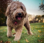 Un Pooahoula tirant la langue et portant un collier autour du cou