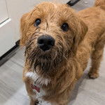 Un Pooahoula sur un plancher 