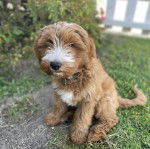Un chiot Pooahoula assis sur une surface herbacée 