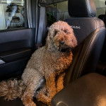 Un Pooahoula assis sur le siège d'une voiture et portant un collier autour du cou