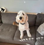 Un Pooahoula assis sur un canapé et portant un collier autour du cou