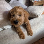 Un Pooahoula allongé sur un canapé et portant un haranis 