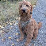 Un Pooahoula sur une surface bitumée et portant un harnais 
