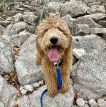 Un Pooahoula ayant la langue pendante et qui est tenu en laisse 