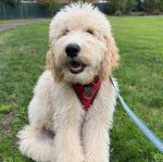 Un Pooahoula assis sur un terrain herbeux et qui est tenu en laisse