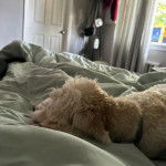 Un Pooahoula allongé sur un lit et semblant dormir 