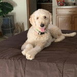 Un Pooahoula allongé sur un lit et portant un collier autour du cou