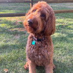 Un Pooahoula sur un terrain herbeux et portant un collier autour du cou