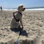 Un Pooahoula assis sur une surface sableuse et qui est tenu en laisse 