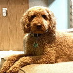 Un Pooahoula allongé sur un canapé et portant un collier autour du cou 