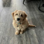 Un Pooahoula assis sur un plancher et portant un collier autour du cou