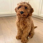 Un Pooahoula assis sur un plancher et semblant détendu 