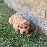 Un Pooahoula allongé sur un terrain herbeux et regardant vers la caméra