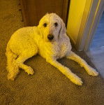 Un Pooahoula allongé sur une moquette 