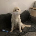 Un Pooahoula assis sur un canapé et portant un carcan 