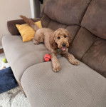 Un Pooahoula allongé sur un canapé et portant un collier autour du cou