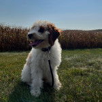 Un Pooahoula assis sur un terrain herbeux et qui est tenu en laisse 