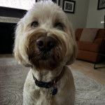 Un Pooahoula assis sur un tapis et portant un collier autour du cou