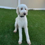 Un Pooahoula sur un terrain gazonné et portant un collier autour du cou 