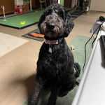 Un Pooahoula assis sur un plancher et portant un collier autour du cou