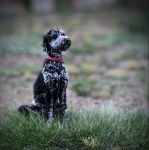Un Pooahoula assis sur un terrain herbeux et portant un collier autour du cou