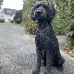Un Pooahoula assis sur une surface bétonnée et portant un harnais 