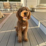 Un Pooahoula assis sur un plancher ayant la gueule légèrement ouverte et portant un collier autour du cou