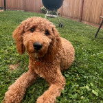 Un Pooahoula allongé sur un terrain herbeux et semblant détendu