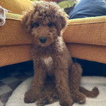 Un Pooahoula assis dans un panier et semblant détendu