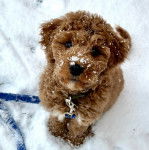Un Pooahoula assis sur une surface enneigée et qui est tenu en laisse 