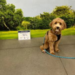 Un Pooahoula portant un harnais et qui est tenu en laisse  