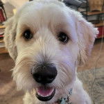 Gros plan d'un Pooahoula portant un collier autour du cou