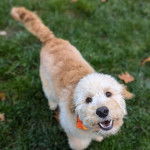 Un Pooahoula sur un terrain herbeux et portant un foulard 