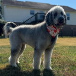 Un Pooahoula sur un terrain gazonné et portant un foulard autour du cou