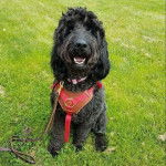 Un Pooahoula ayant la gueule légèrement ouverte et qui est tenu en laisse