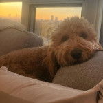 Un Pooahoula allongé sur un canapé et regardant la caméra 