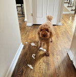 Un Pooahoula sur un plancher et portant un collier autour du cou