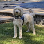 Un Pooahoula sur un terrain gazonné et portant un harnais 