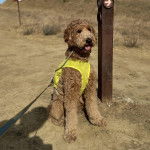Un Pooahoula assis sur un sol sableux et qui est tenu en laisse 