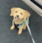 Un Pooahoula assis sur une surface bitumée portant un harnais et qui est tenu en laisse 