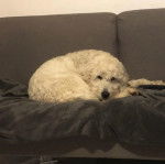 Un Pooahoula allongé sur un canapé et regardant vers la caméra 