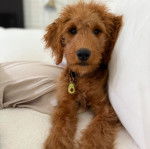 Un Pooahoula allongé sur un canapé et portant un collier autour du cou