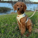 Un Pooahoula assis sur un terrain herbeux et qui est tenu en laisse 