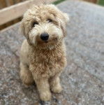 Un Pooahoula assis et regardant vers la caméra