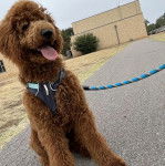 Un Pooahoula assis sur une surface bitumée tirant la langue et qui est tenu en laisse 