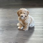 Un chiot Pooahoula assis sur un plancher 