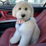 Un Pooahoula assis sur le siège d'une voiture et portant un harnais  